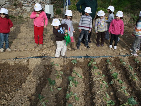 Alunos do pré-escolar a regar as couves que tinham plantado anteriormente em parceria com o funcionário da escola destacado para os trabalhos hortícolas.